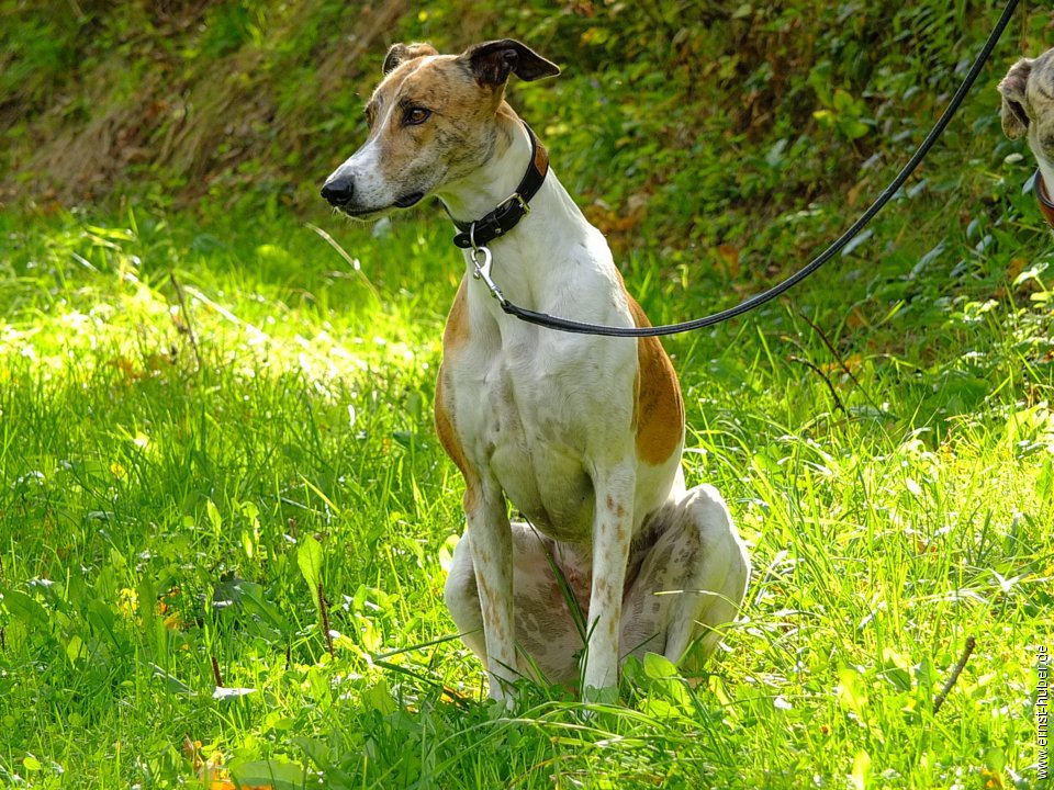 tiersegnung2015__086.jpg