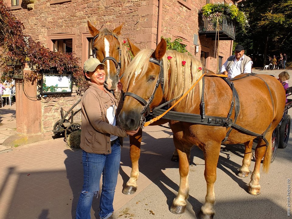 tiersegnung2015__287.jpg