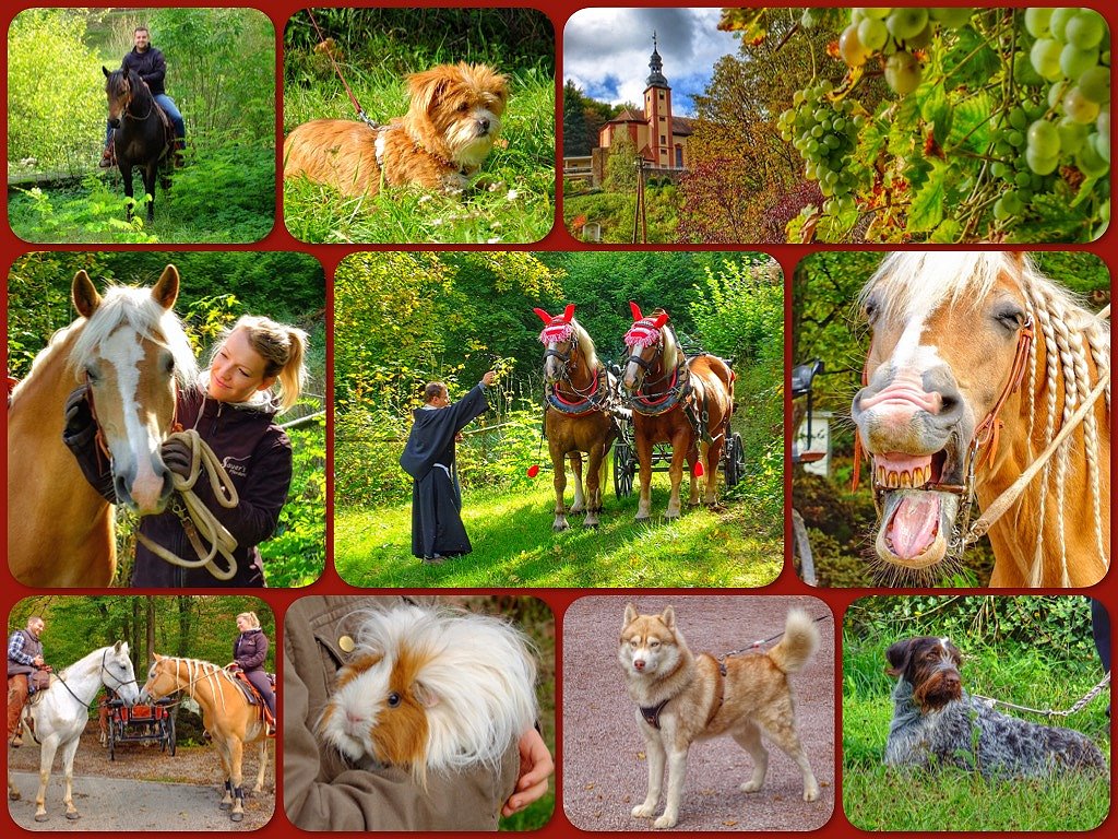 Tiersegnung im Klostergarten in Maria Buchen