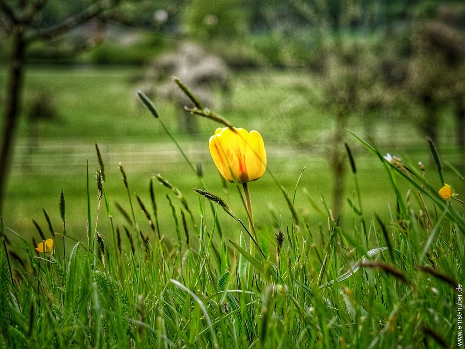 sackenbach050521_050.jpg