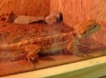 vivarium2016__045.jpg