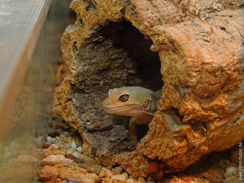 vivarium2016__098.jpg