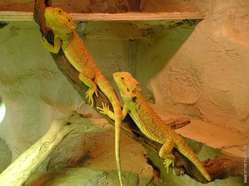 vivarium2016__146.jpg