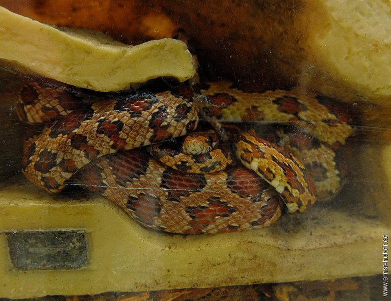 vivarium2016__156.jpg