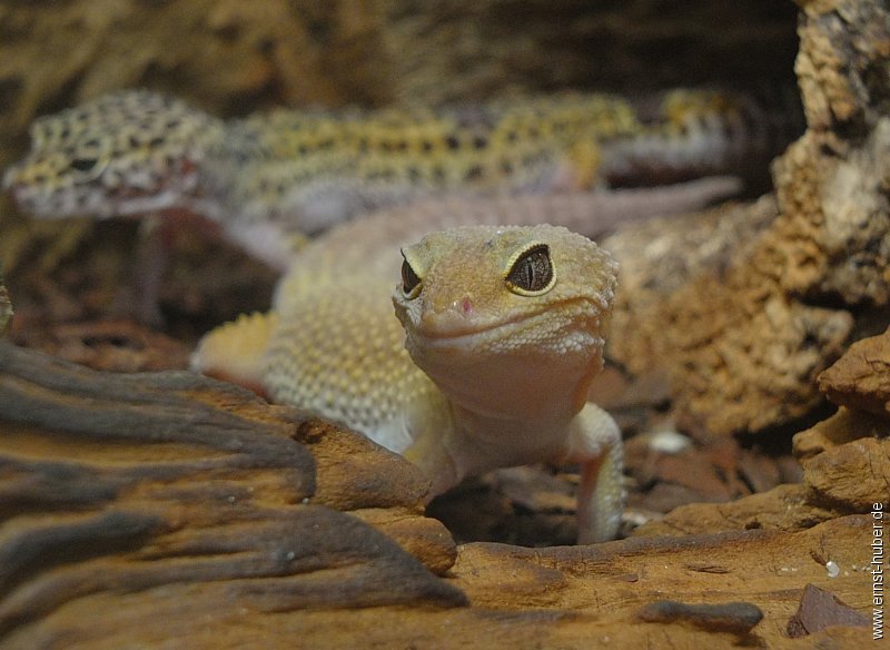 vivarium2016__174.jpg