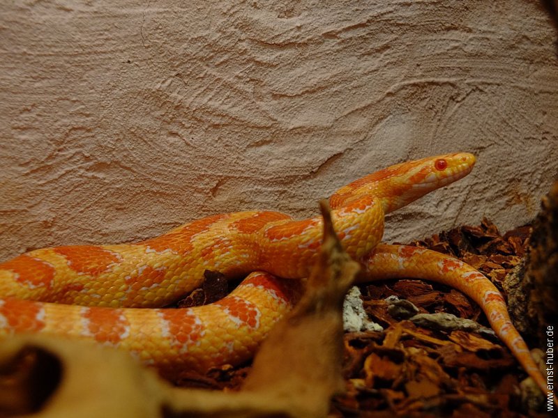 vivarium2016__220.jpg