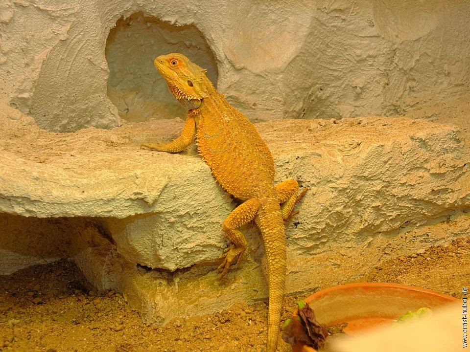 vivarium__060.jpg