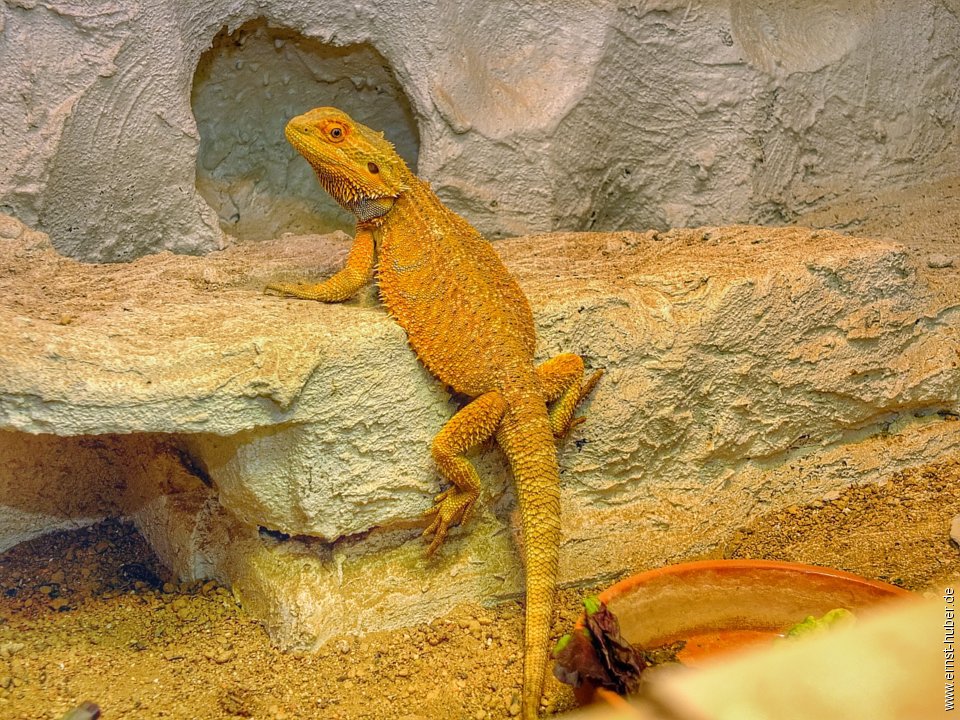 vivarium__061.jpg