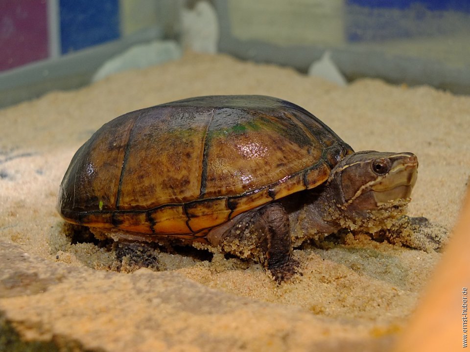 vivarium__154.jpg