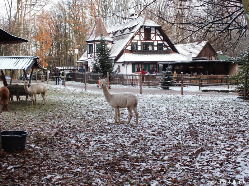 waldweihnacht_019.jpg