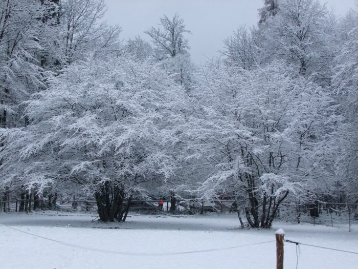 wald_weihnacht__027.jpg