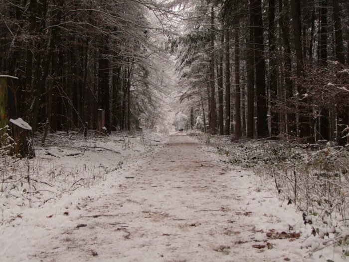 wald_weihnacht__154.jpg