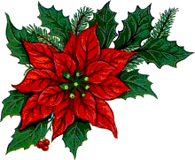 Weihnachtsstern