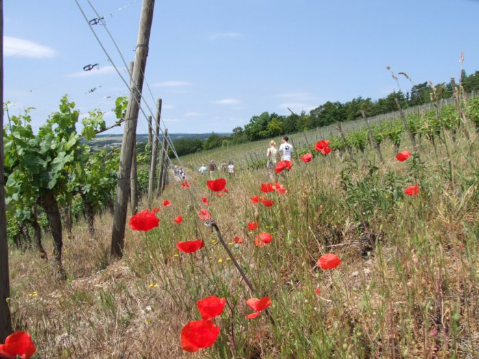 weinwandertag__142.jpg