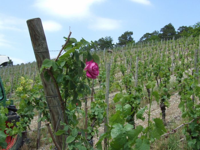 weinwandertag__228.jpg
