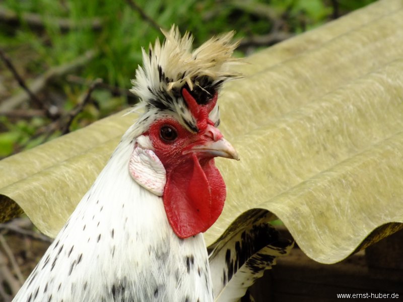 wwandertag2013__353.jpg