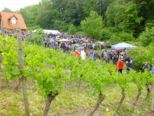 weinwandertag_199.jpg