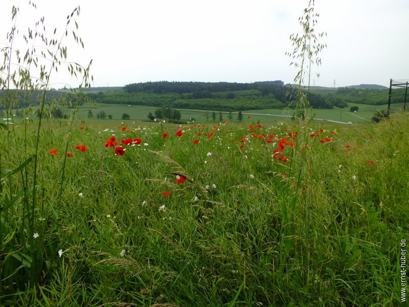 weinwandertag_002.jpg