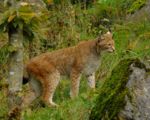 wildpark__156.jpg