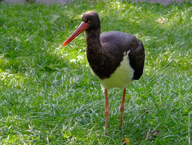 wildpark__498.jpg