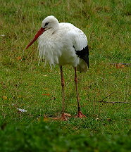 Weiss Storch