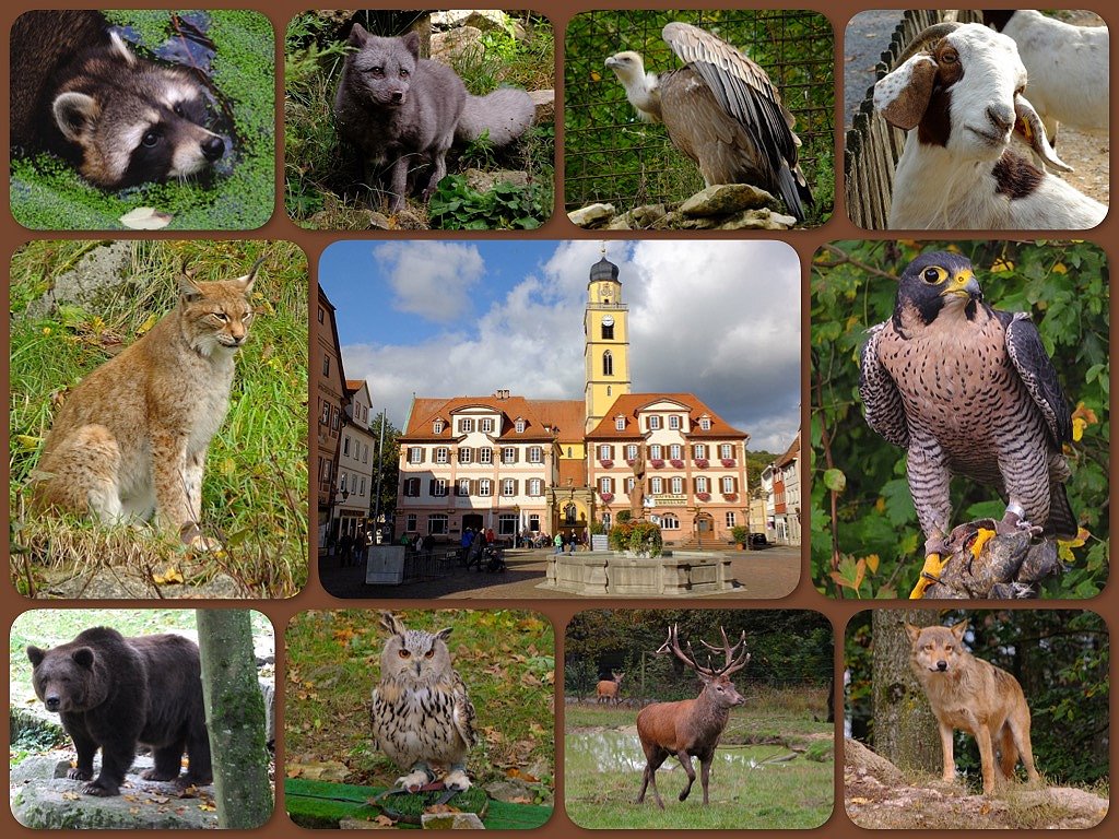 Ausflug in den Wildpark nach Bad Mergentheim