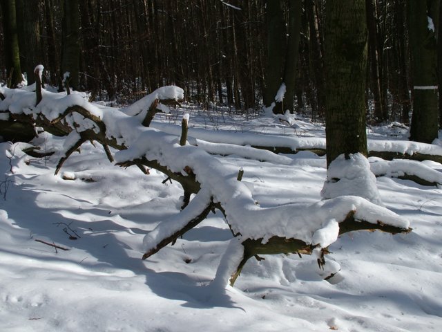 schnee02_018.jpg