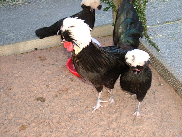 zuchtschau_069.jpg