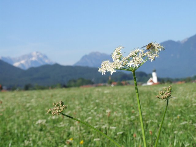 alpenland010.jpg